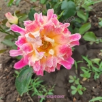 Pink Lady Ruffles / Пінк Леді Раффлз